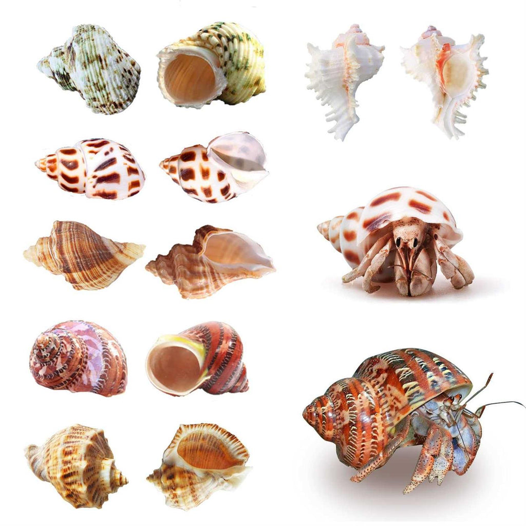 Hermit Crab Shells Medium to Large Natural Conch I924