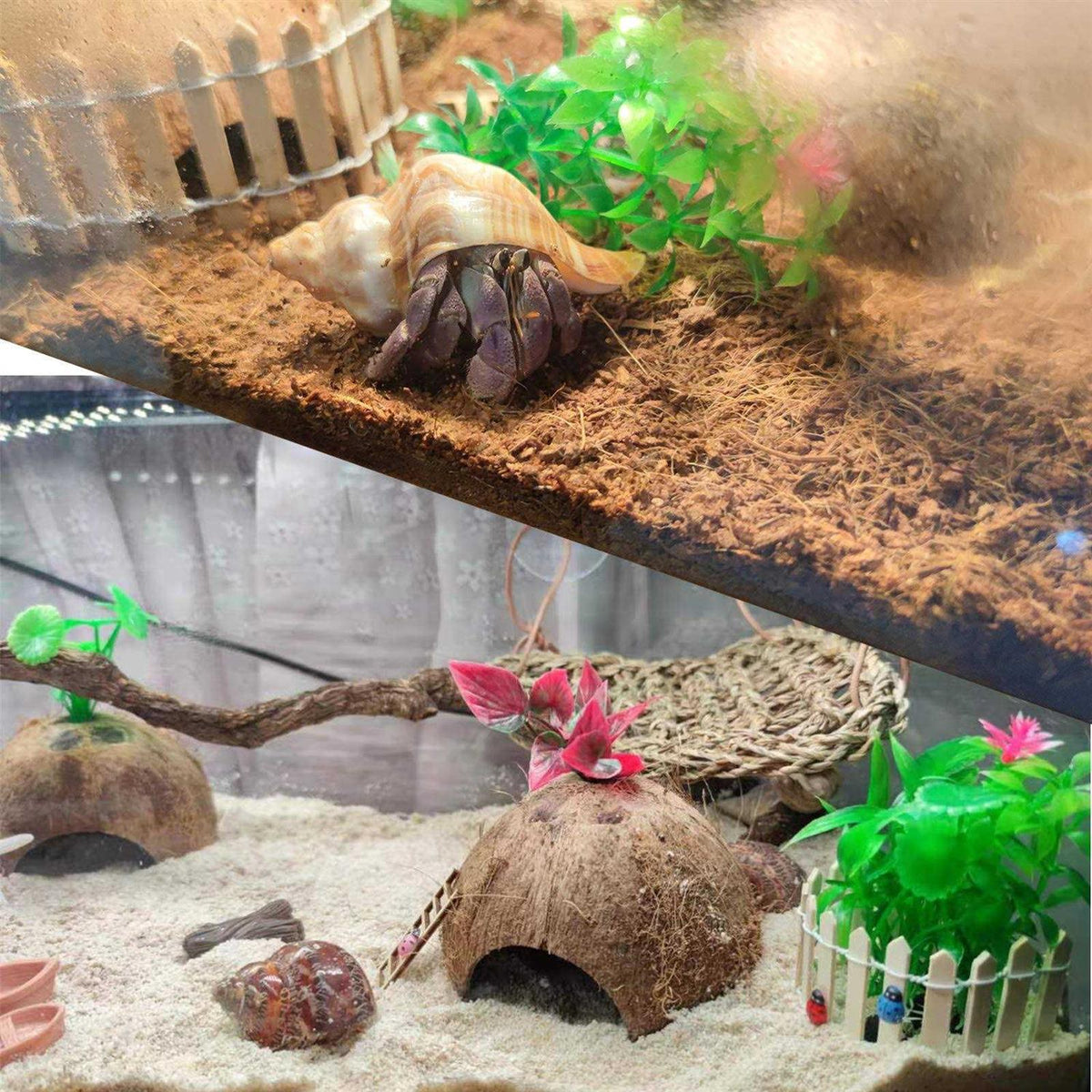 Hermit Crab Shells Medium to Large Natural Conch I924