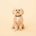 Genuine Leather & Microfiber Dog Collar O571
