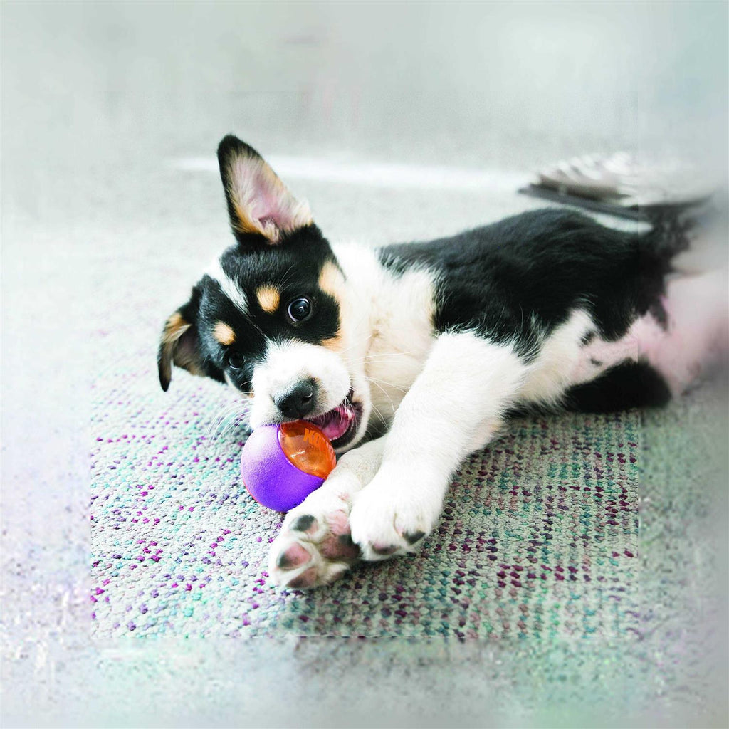 Action Ball Dog Toy M109