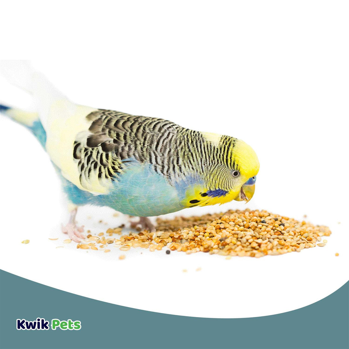Parakeet I288577