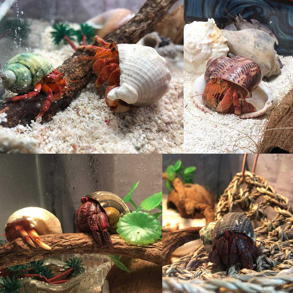 Hermit Crab Shells Medium to Large Natural Conch I924