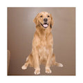 Golden Retriever Cutout Wall Decal S6944