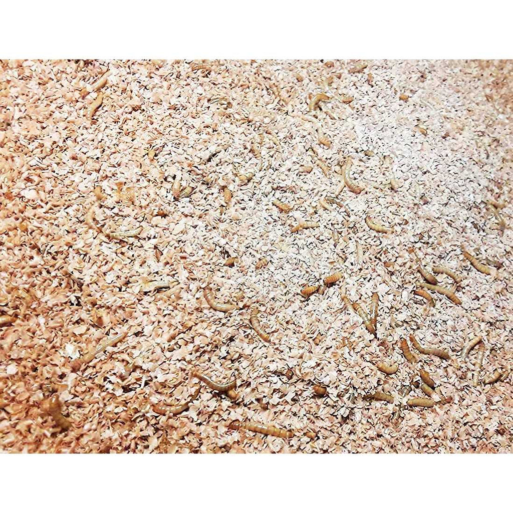 Mealworm and Superworm Bedding J623