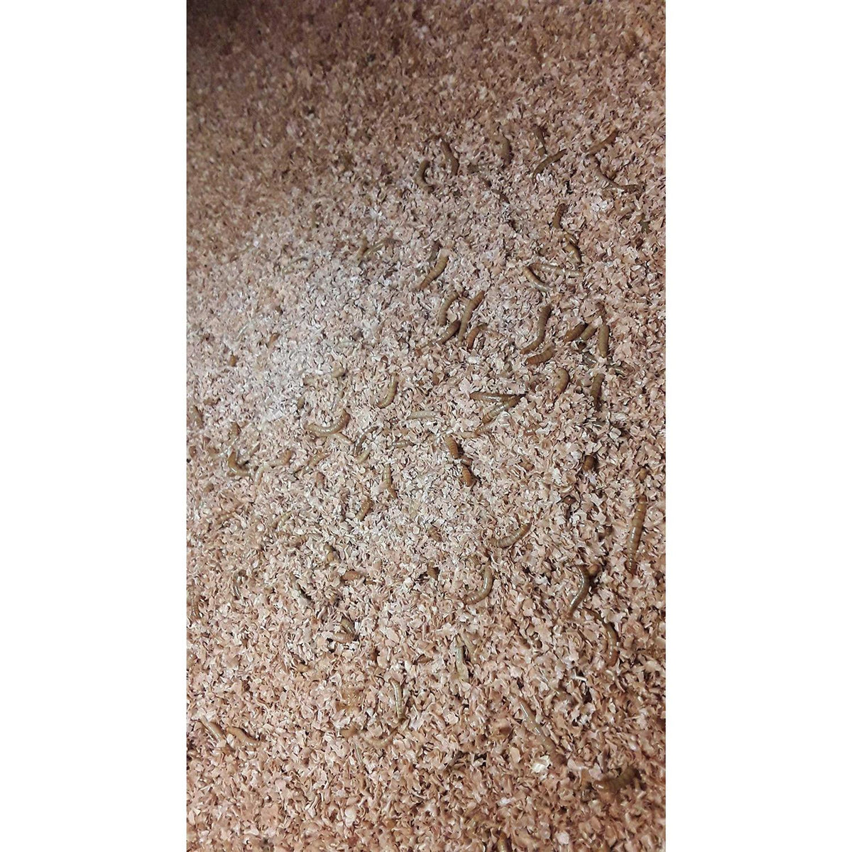Mealworm and Superworm Bedding J623