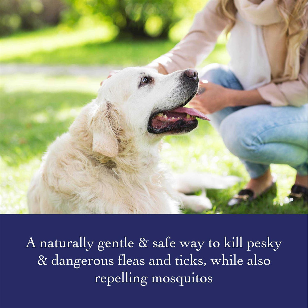 Flea & Tick Shampoo E731