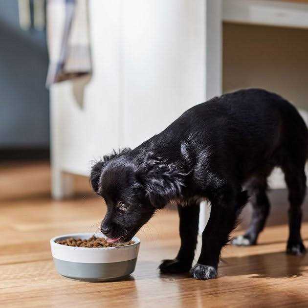 Lamb & Blueberry Dog Dry Food O17835