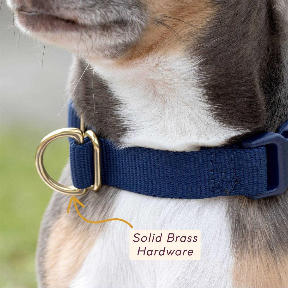 Standard Dog Collar W46326
