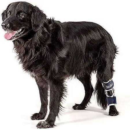 Knee Support for Dogs P5182