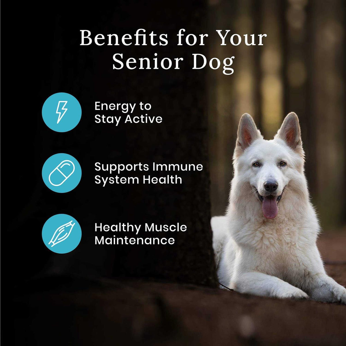 High Protein Natural Senior Dry Dog Food N273862