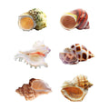 Hermit Crab Shells Medium to Large Natural Conch I924