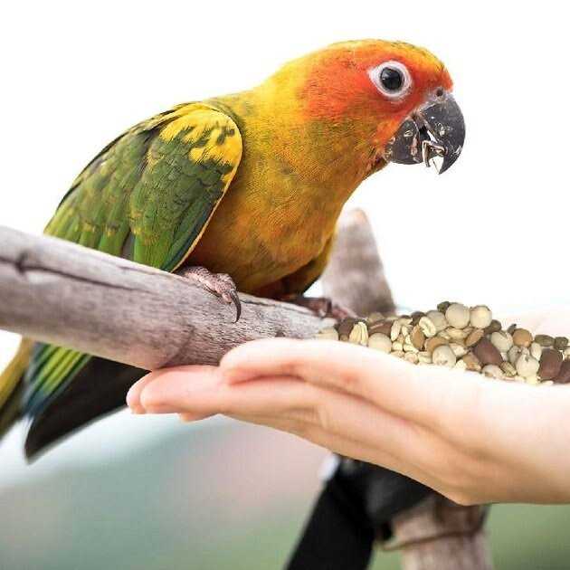 Sprout Blend Bird Treats D818