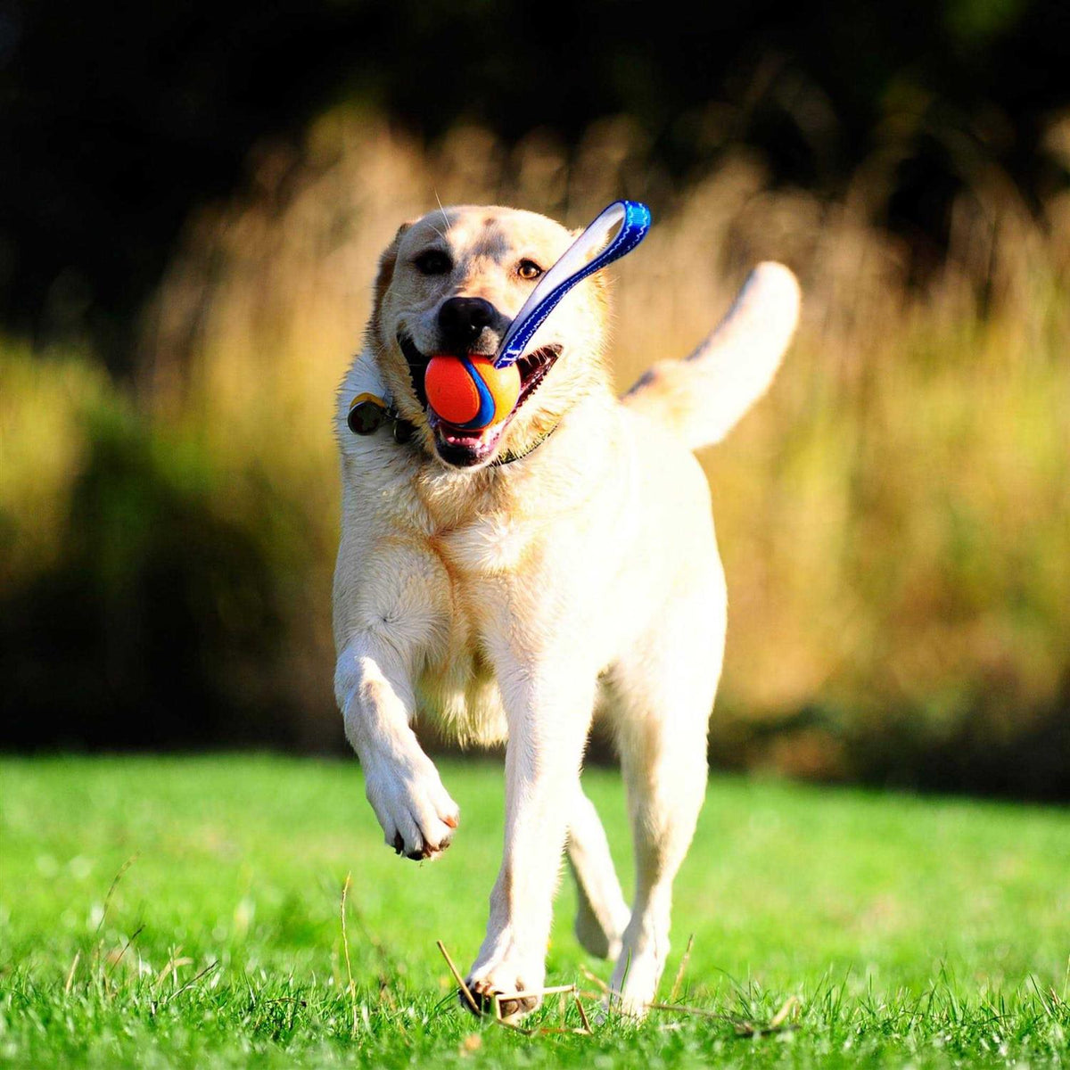 Dog Toy S187472