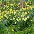Mixed Daffodils 10 - 24 Inches W20286
