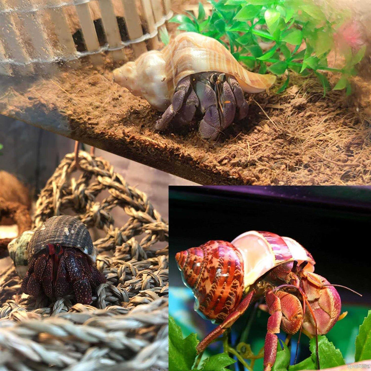Hermit Crab Shells Medium to Large Natural Conch I924