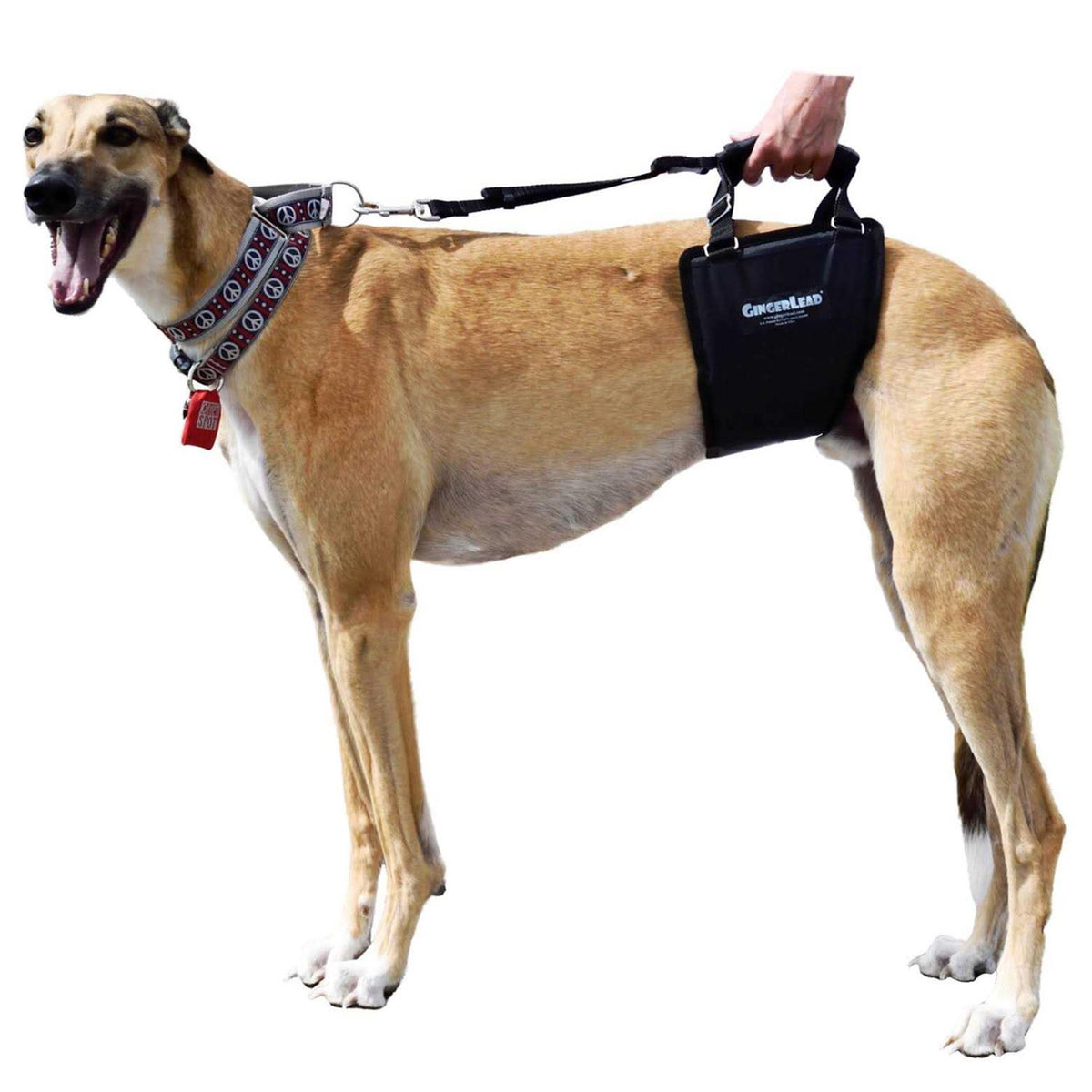 Dog Support Rehabilitation Harness A169829