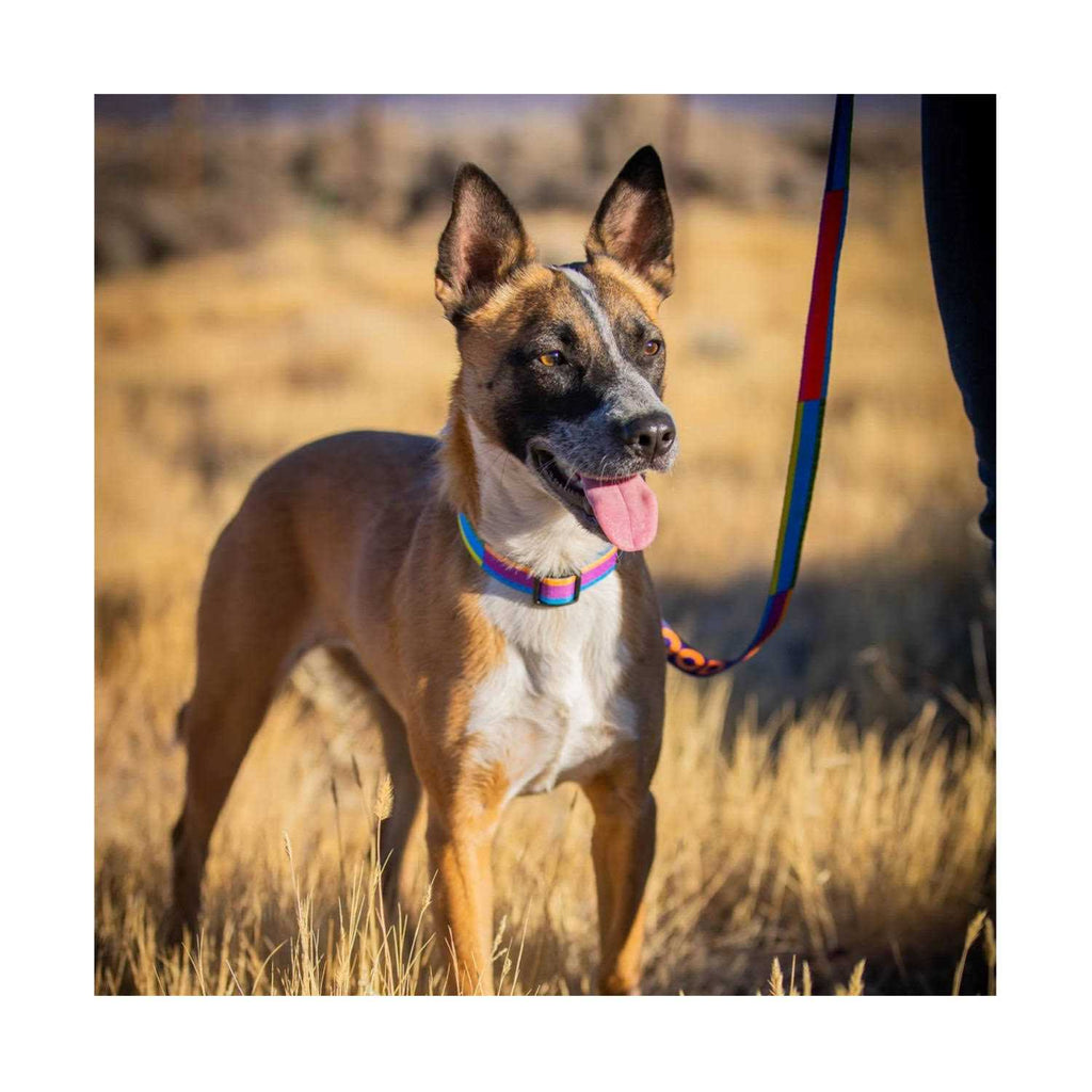 GoodDog Collar R44956