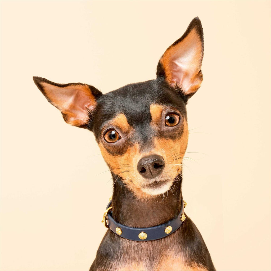 Genuine Leather & Microfiber Dog Collar O571