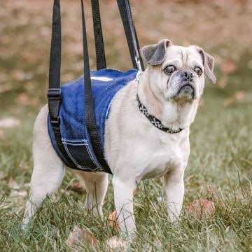 Dog Support Sling M568170