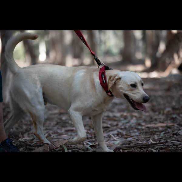 Tactical Leash R25353