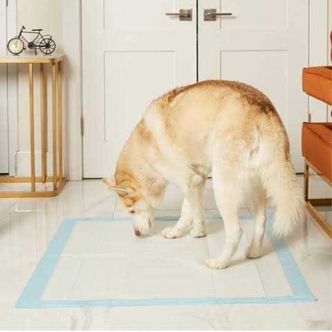 36 x Odor Eliminating Pee Pads C995237