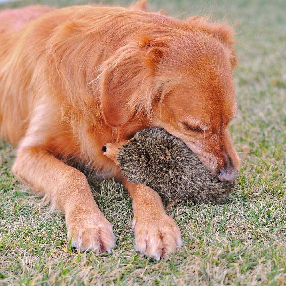 Hedgehog Dog Toy Z990
