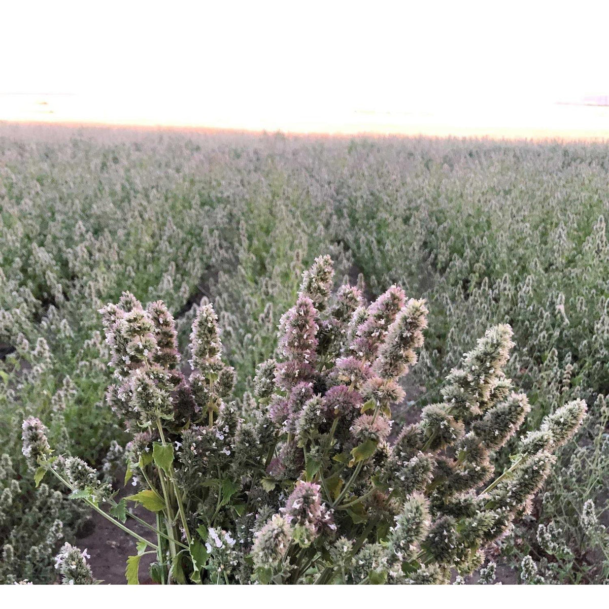 Silver Vine Catnip Mix Tub L87143